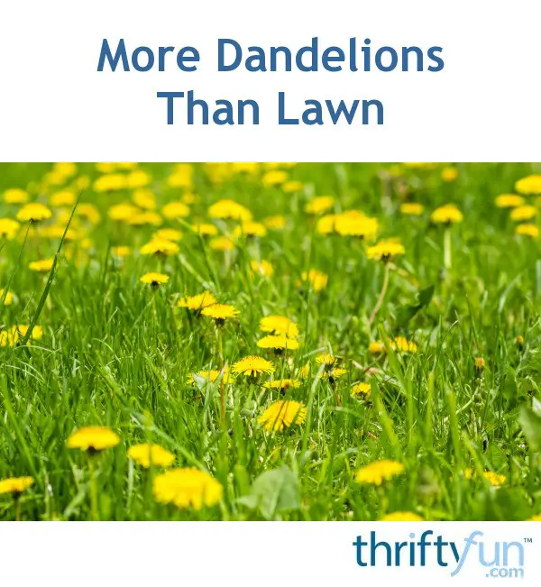 More Dandelions Than Lawn
