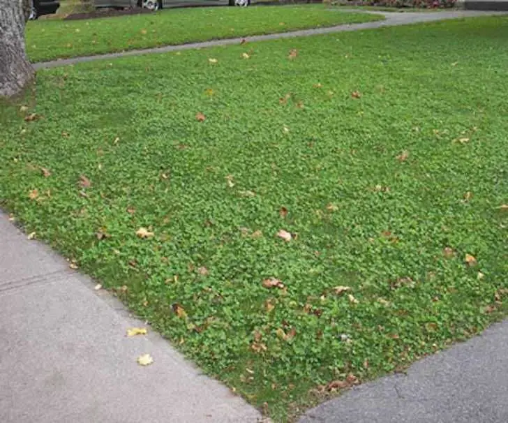 More People Are Switching To Clover Lawns And Enjoying All Their ...