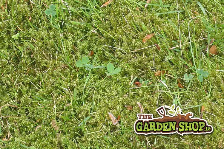 Moss Killer for Your Lawns