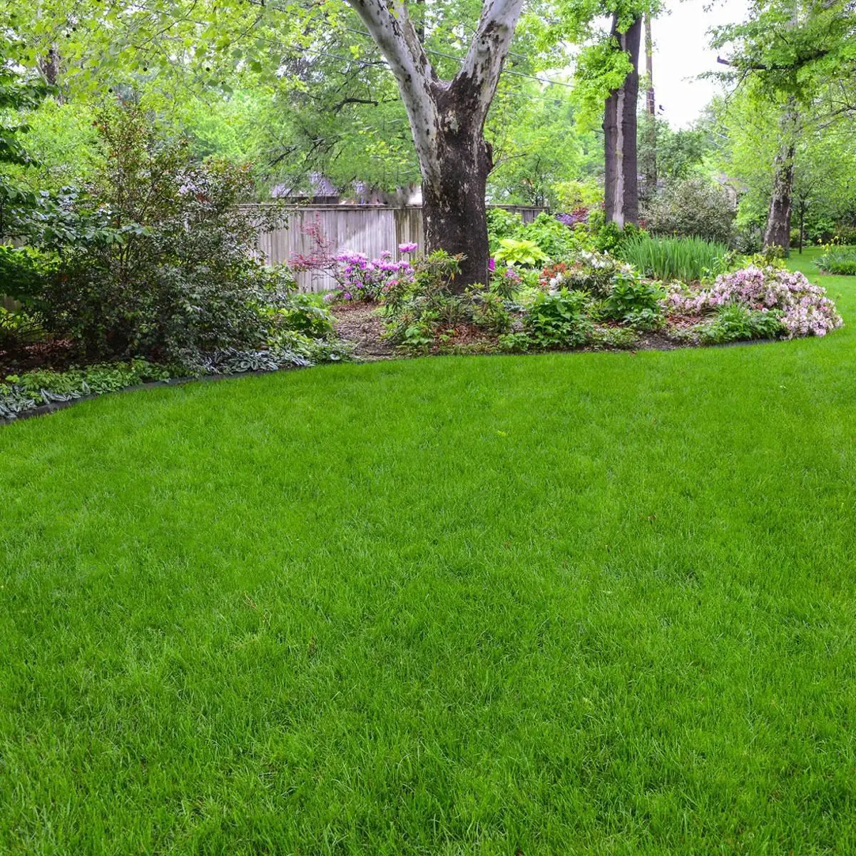 Mow taller for a thicker lawn