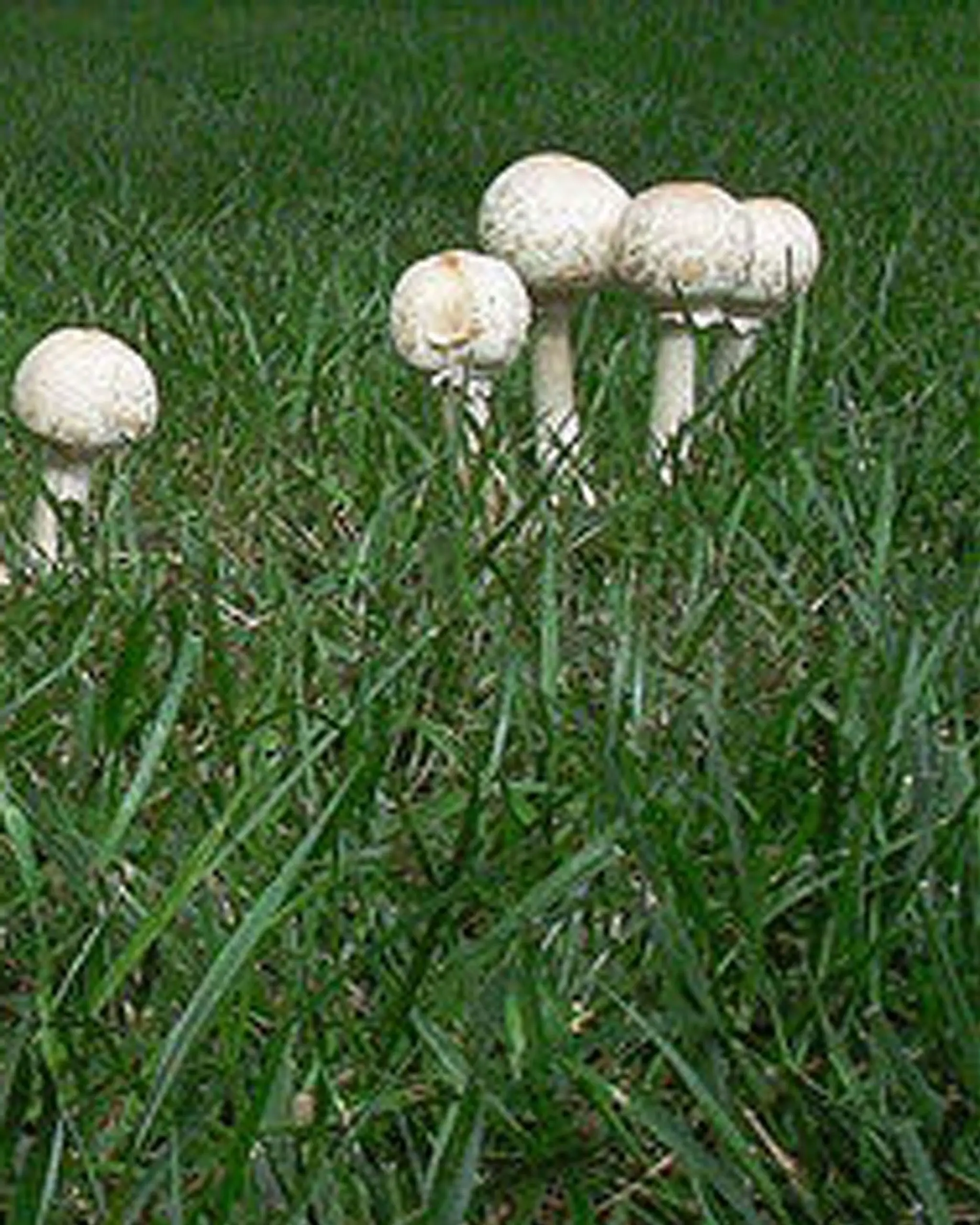 Mushrooms in lawns?