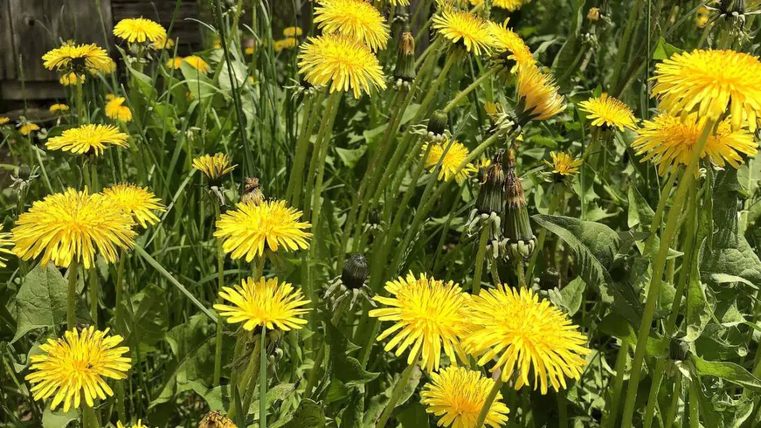 Natural Ways to Kill Dandelions Without Killing the Grass â The Garden ...