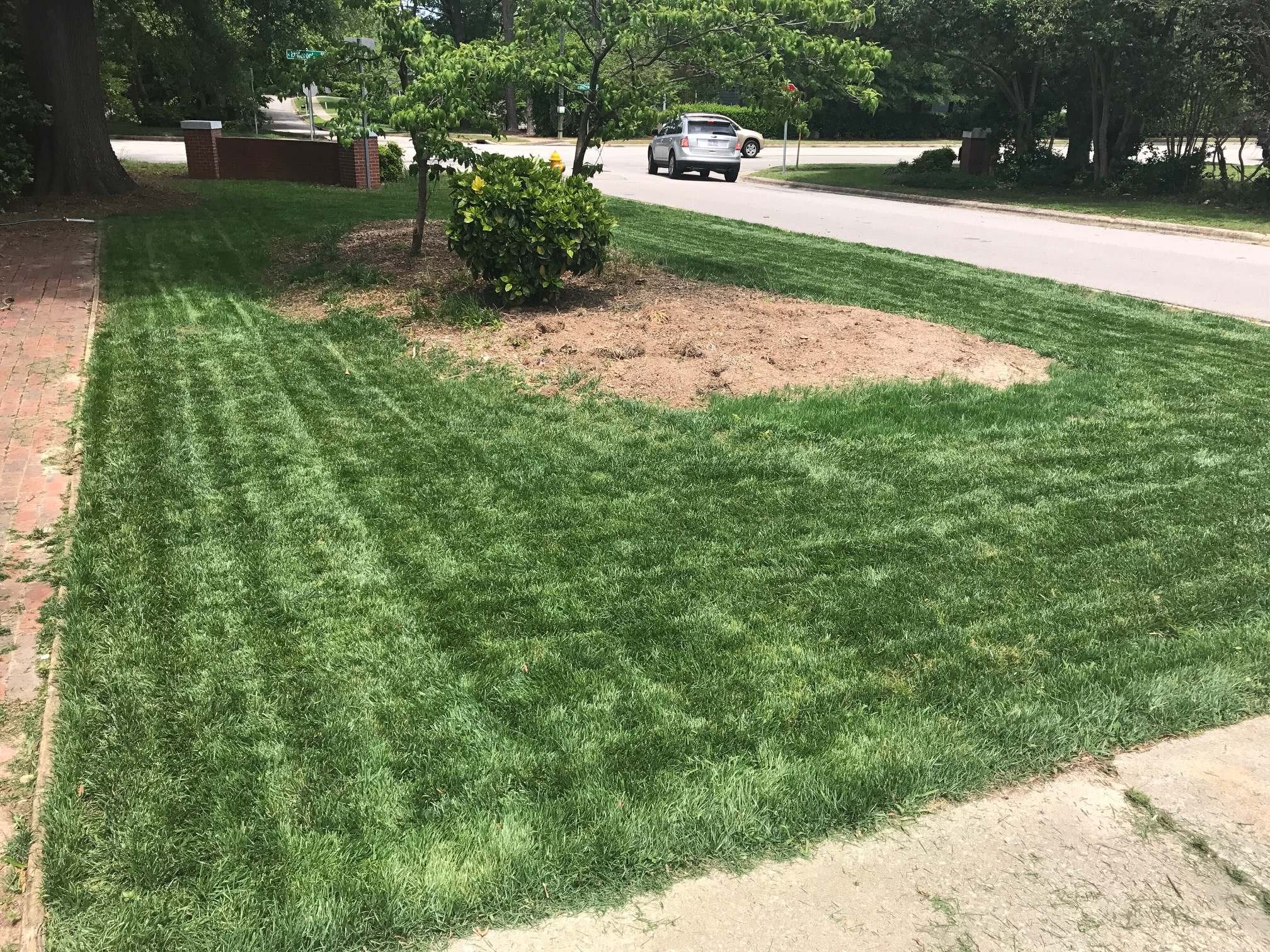 Need advice! Overseed or start over fescue lawn?? : lawncare