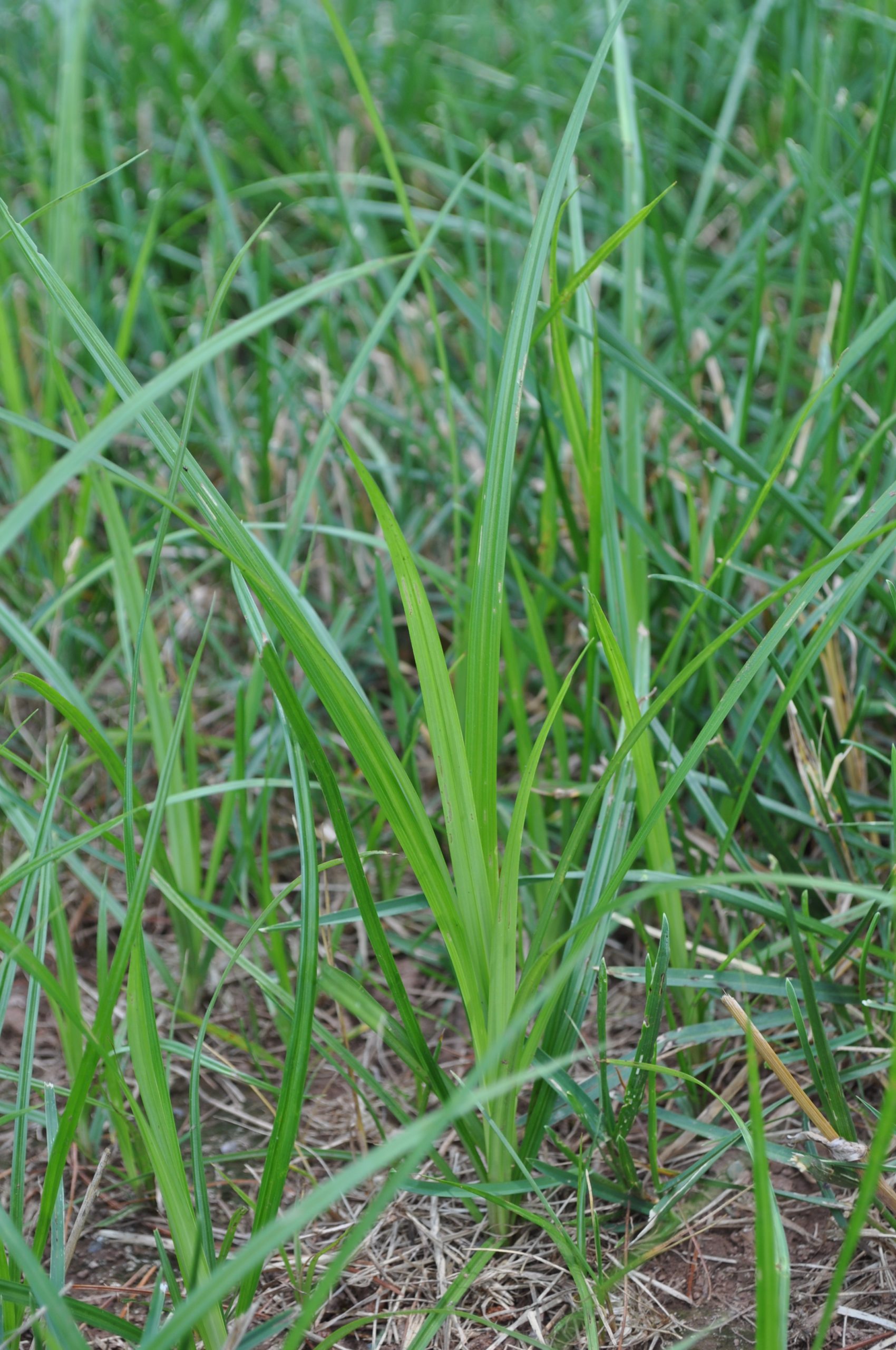 Nutsedge: Causes and How We Can Treat It