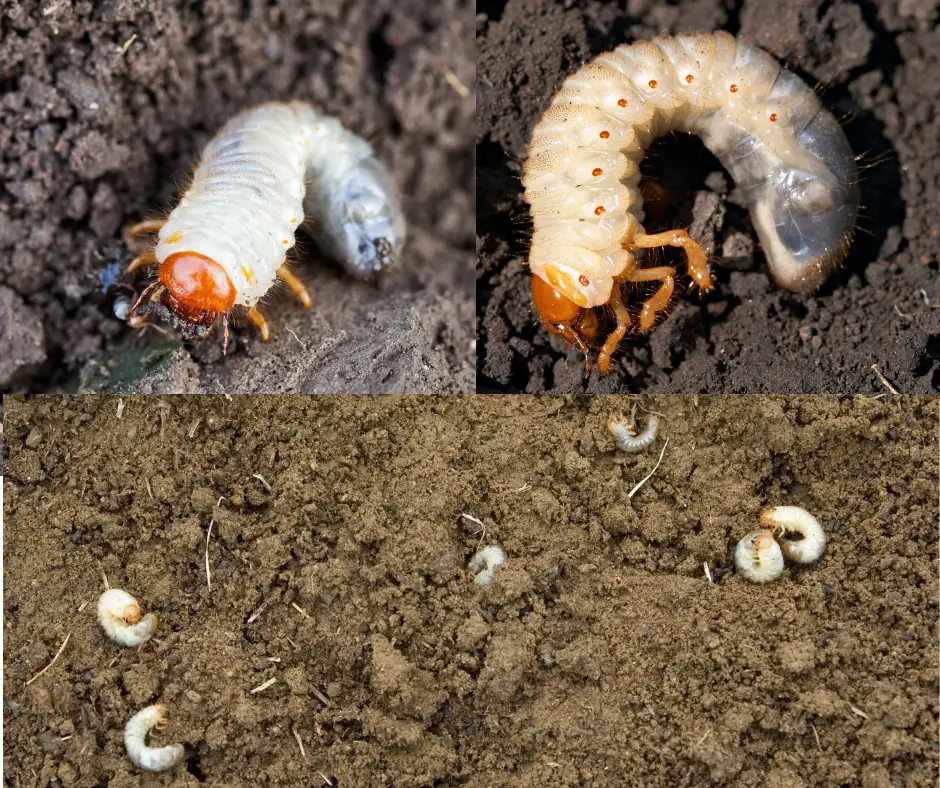 OneNeighbor Blog: Lawn Grubs: What are They and How to Kill Them