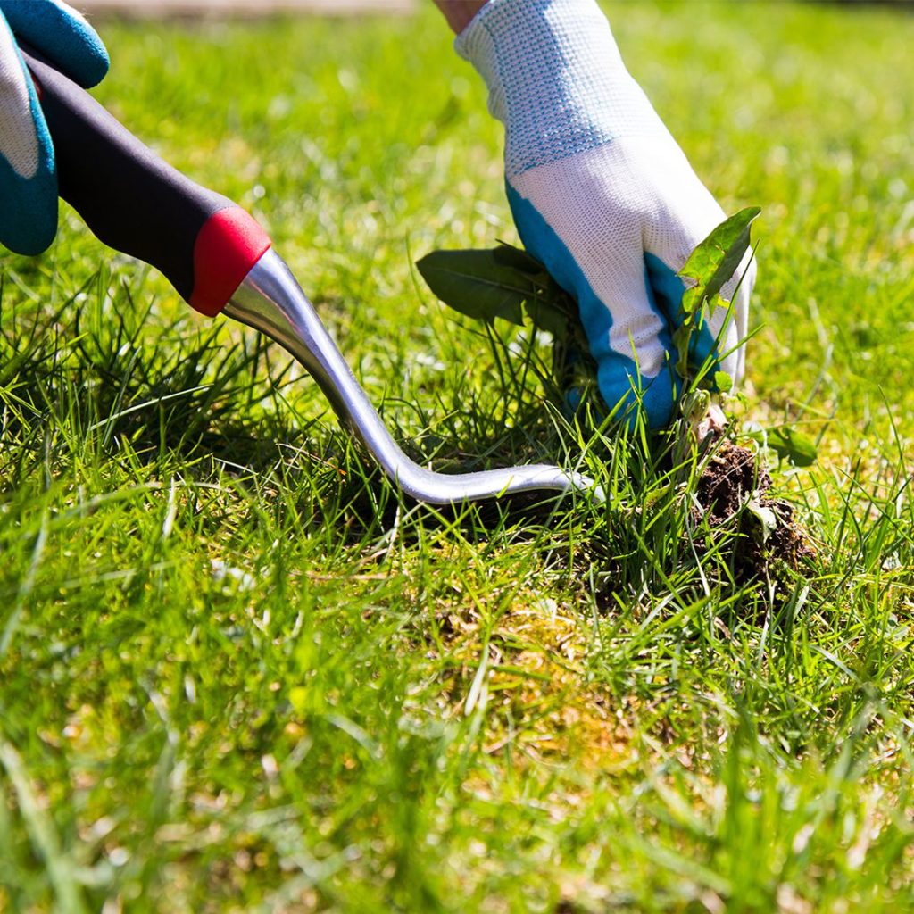 Organic Lawn Care: Is It Right for You?
