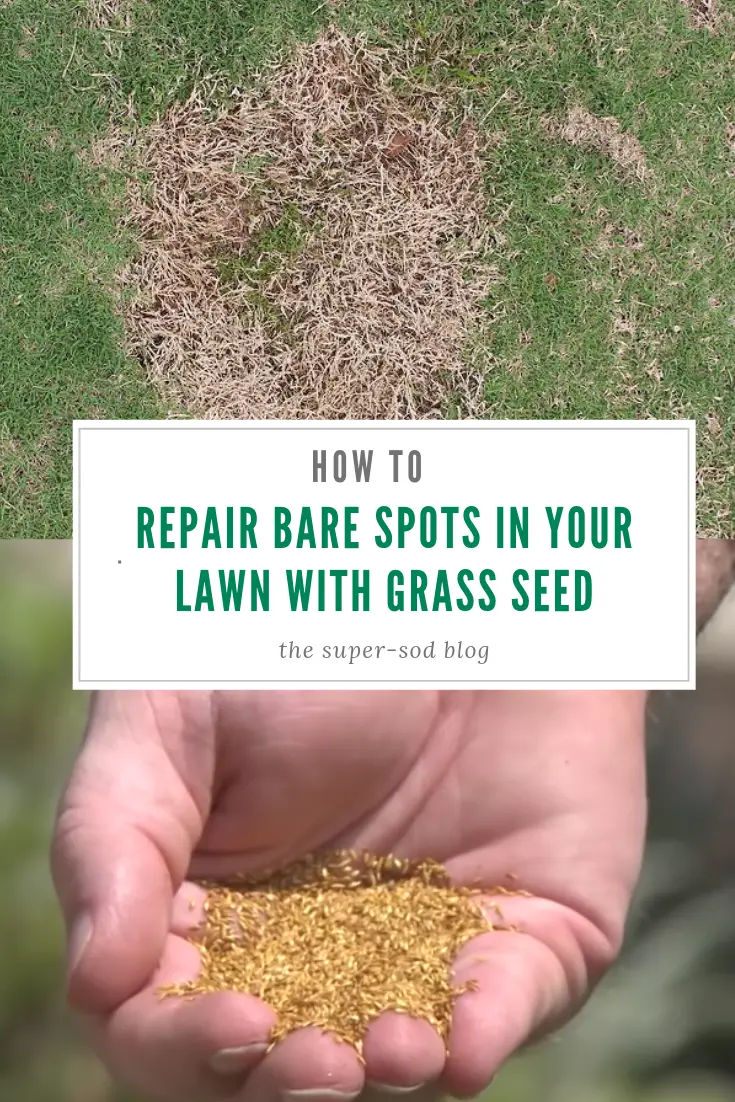 Patching bare spots in your lawn with seed