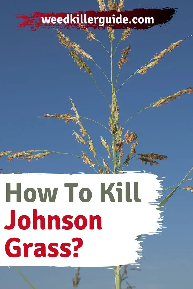 Pin on Best Of Weed Killer Guide