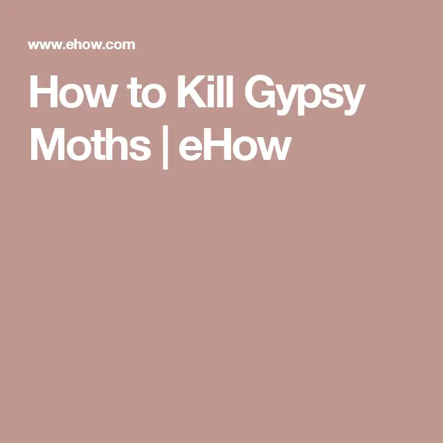 Pin on Gypsy moths
