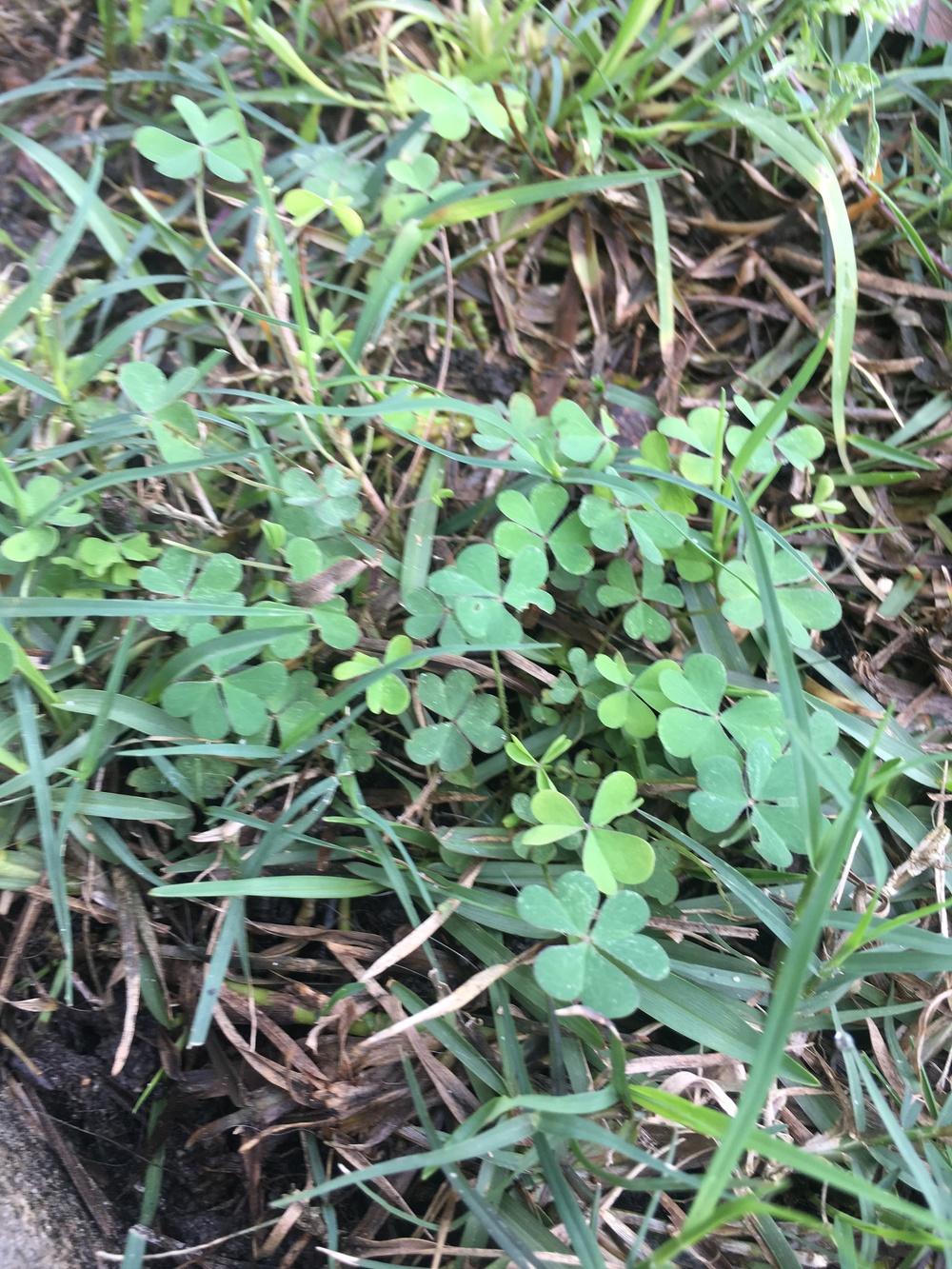 Plant ID forum: Weeds in lawn not being controlled by weed ...