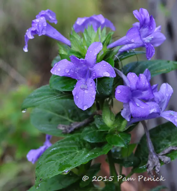 Plant This: Flipping for Philippine violet