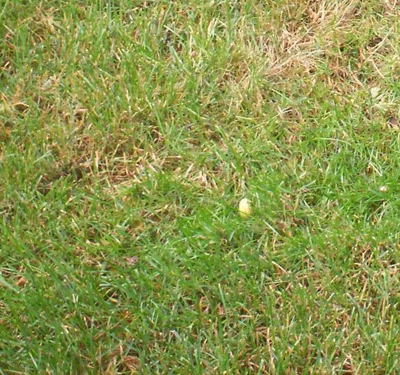 Please help, brown spots in lawn