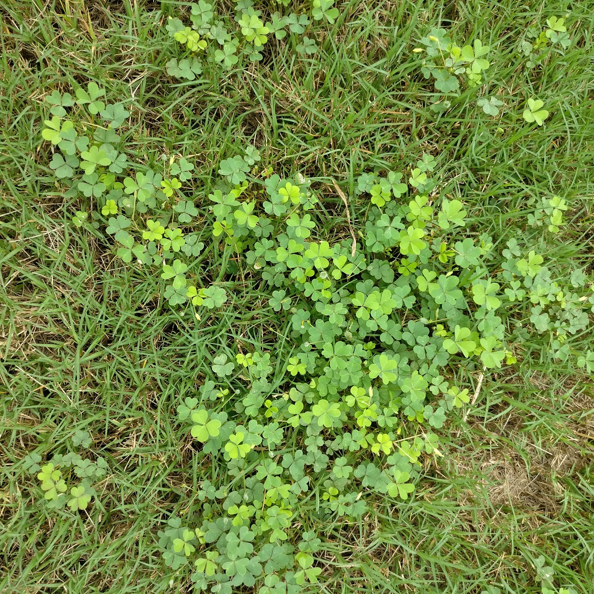please id these 4 weeds... (crabgrass, how to, pictures, ground ...