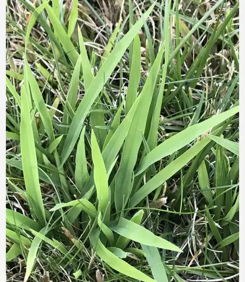 please name this weed growing in my lawn