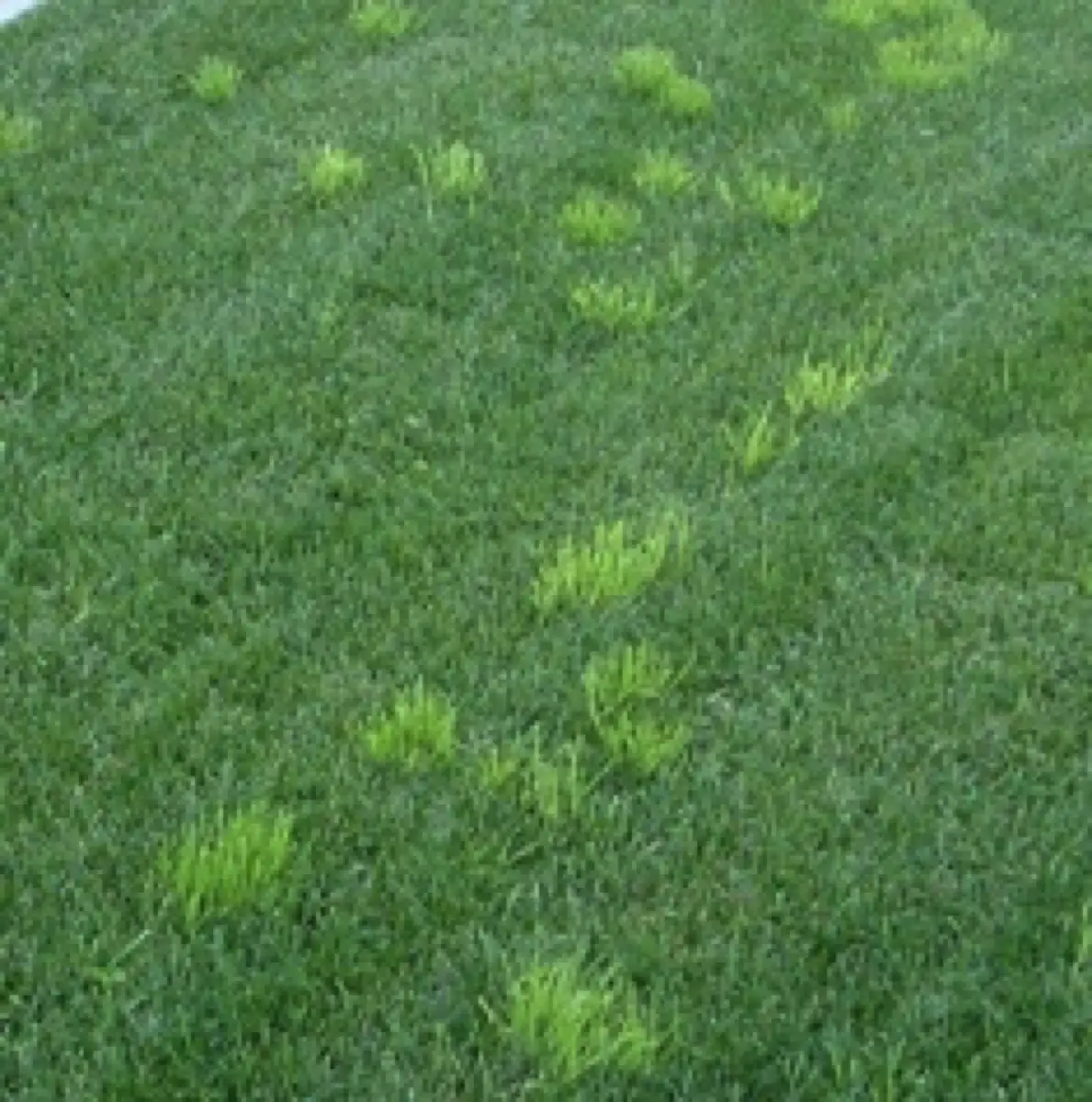 Poa Annua Weed Control &  18 Recommended Treatment Options