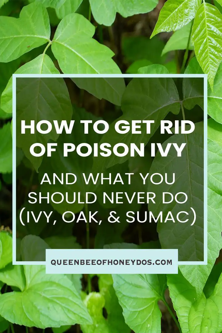Poison Ivy Plant How To Get Rid in 2020