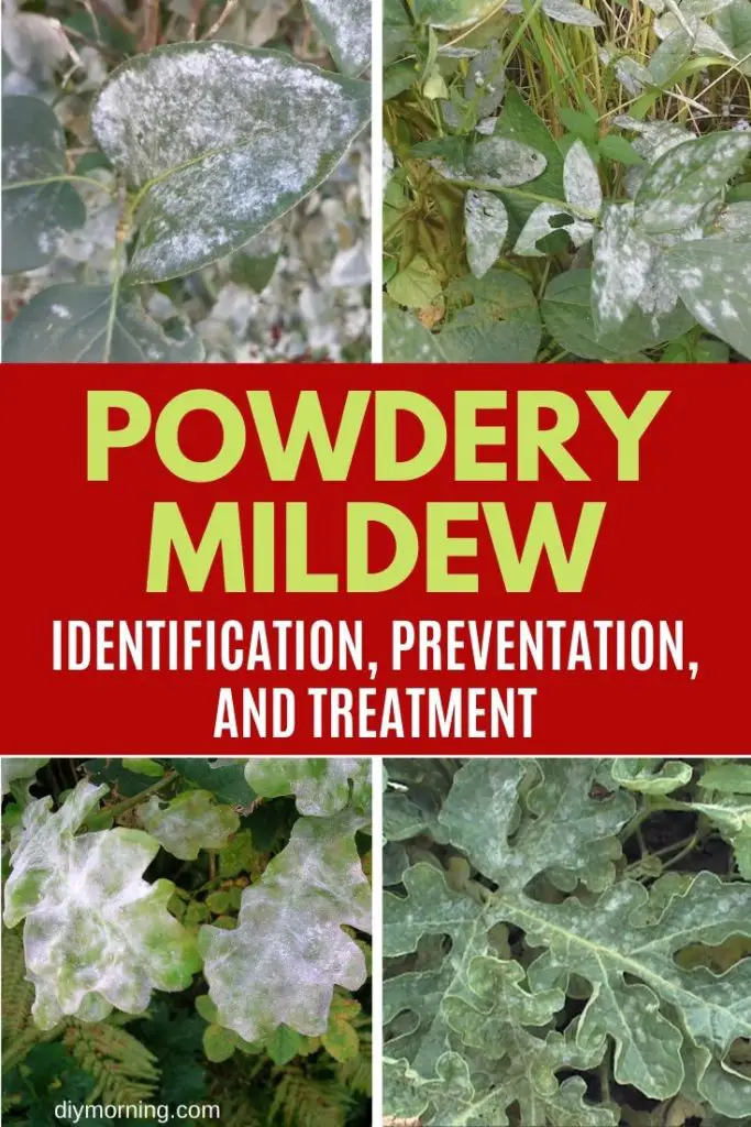 Powdery Mildew: How To Identify and Get Rid of Garden ...