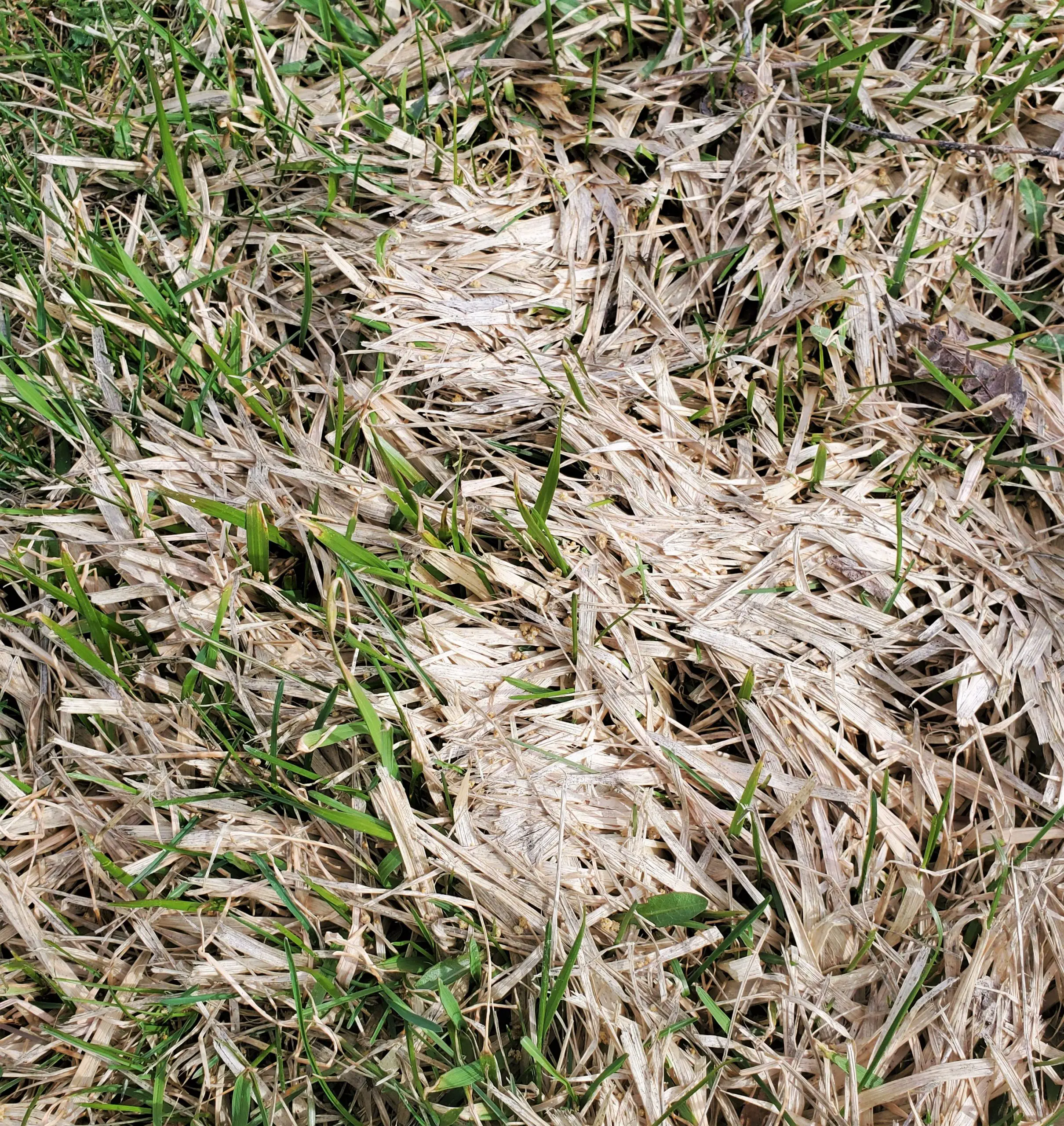 Prevent and Treat Snow Mold Without Using Chemicals