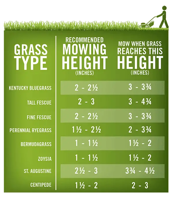 Proper mowing not only leads to an attractive lawn, but also increases ...
