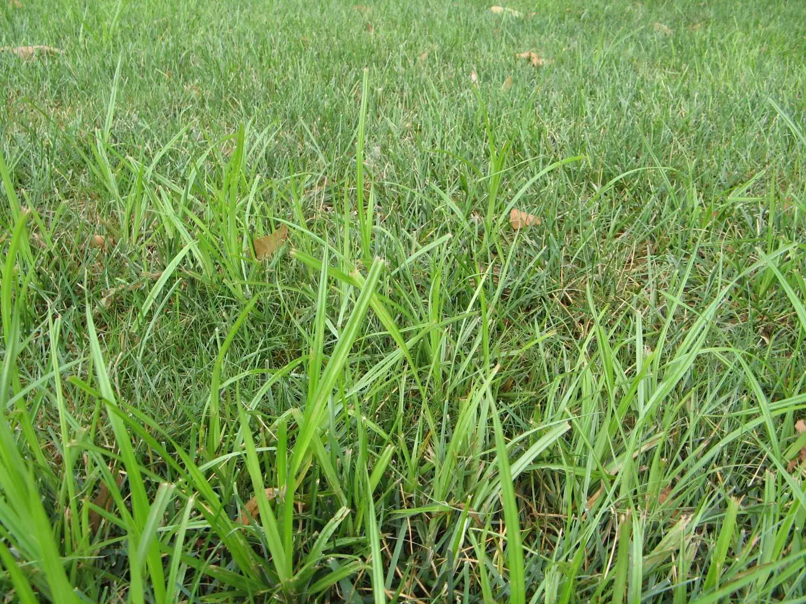 Purdue Turf Tips: Should I apply an herbicide right now?