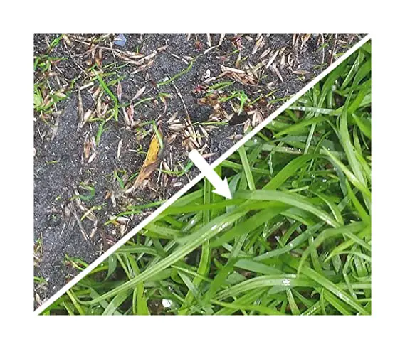 Quick Grow Professional grass lawn seed from Britten &  James. 15 square ...