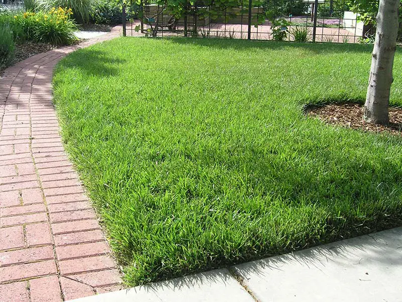 Quiet Corner:Tall Fescue Grass for Lawn