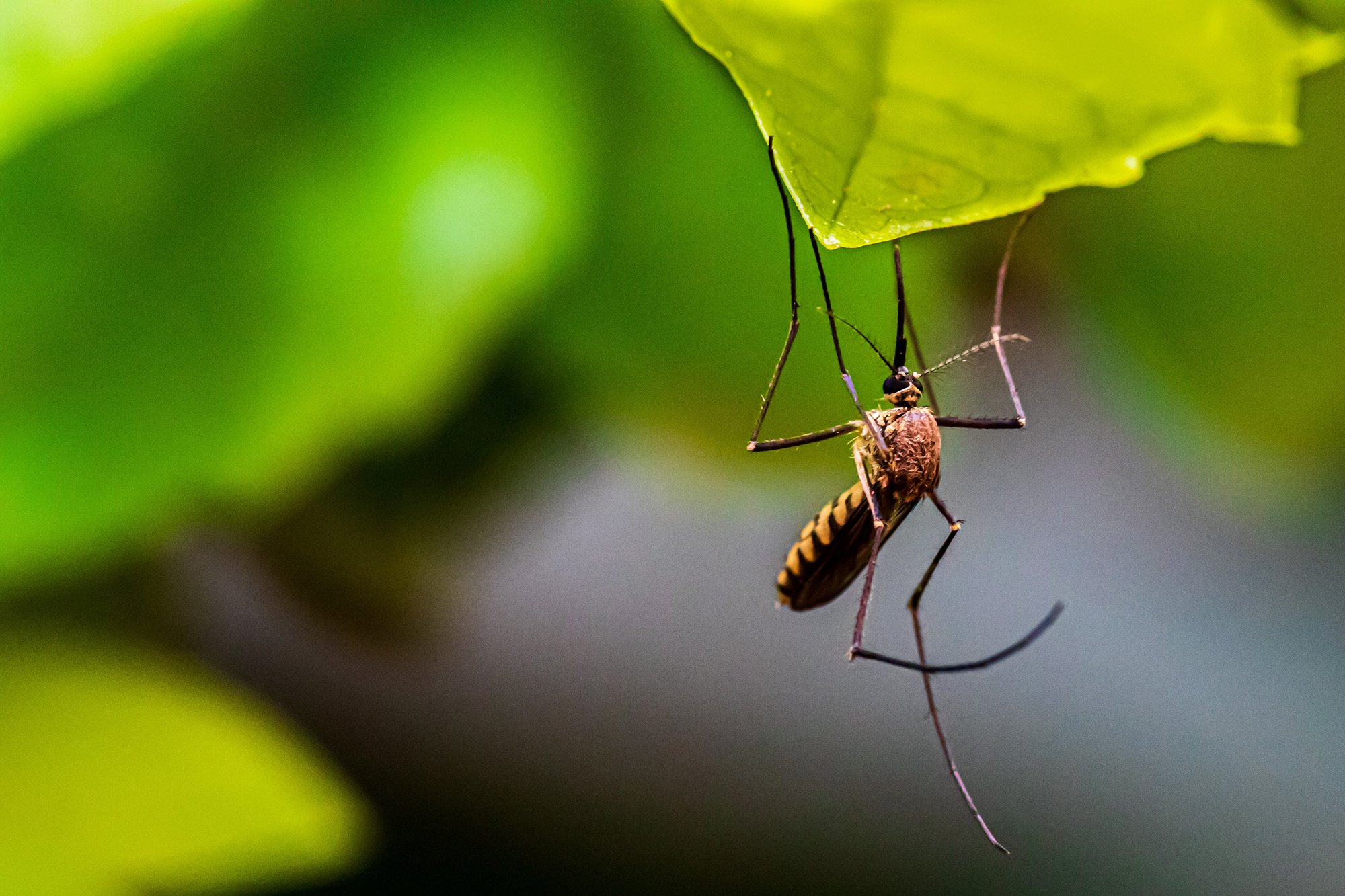 Reclaim Your Yard: How to Get Rid of Mosquitos