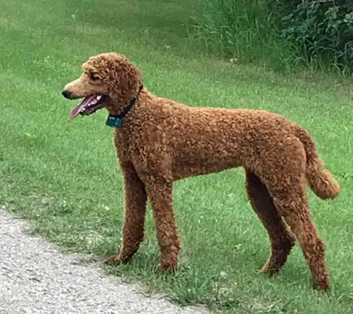 Red Standard Poodle Ruby Tuesday Manitoba