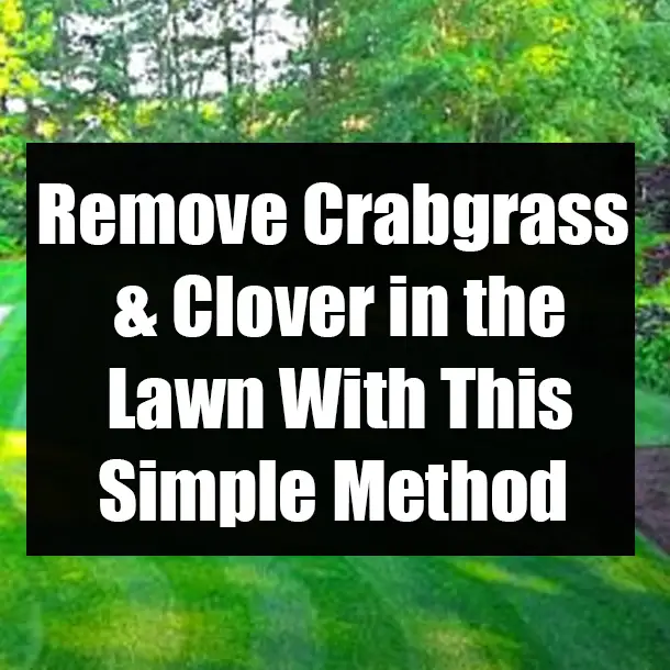 Remove Crabgrass &  Clover in the Lawn With This Simple Method
