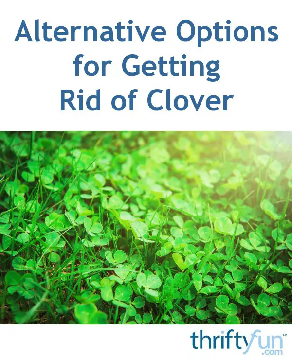 Removing Clover from Your Lawn