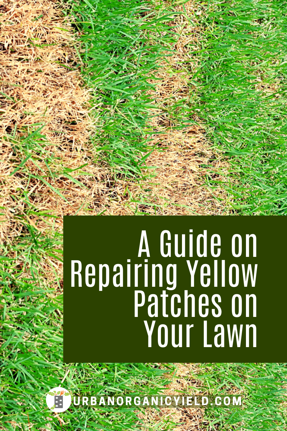 Repair Guide for Your Yellow Spots on Your Lawn in 2020 ...