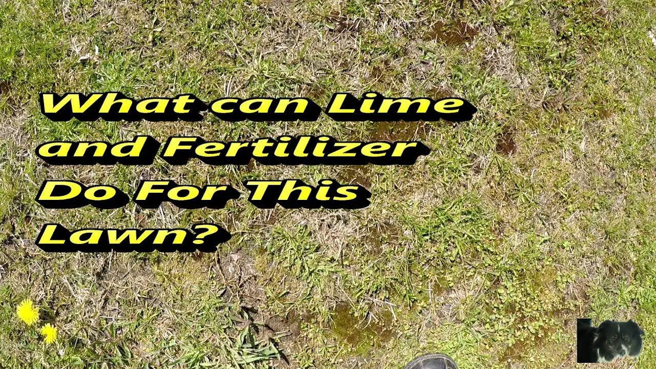 Results of adding Lime and Fertilizer to Lawn Before and ...