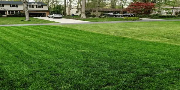 Scalping your lawn vs mowing on the highest setting : lawncare