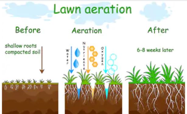 Should I Aerate or Dethatch My Lawn First? [When ...