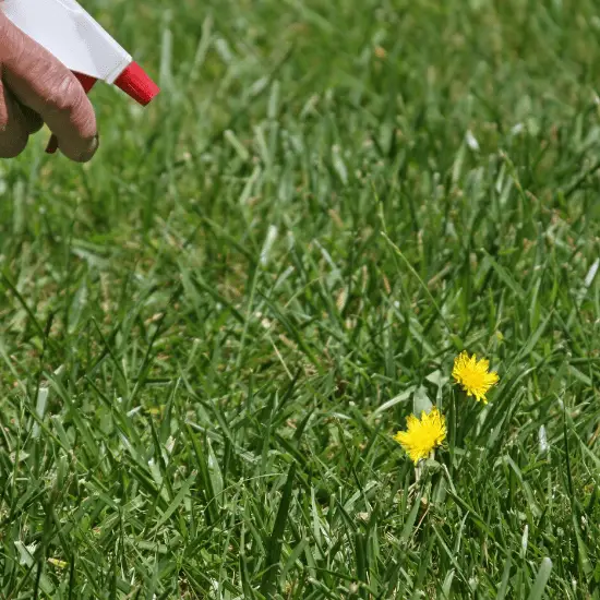 Should I Bag My Grass Clippings If I Have Weeds?