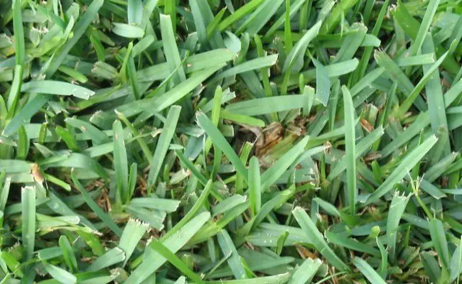 Should I Seed My Bermuda Lawn Seeding Warm Season Grass ...