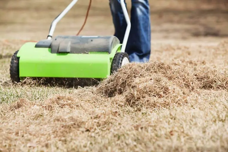 Should You Dethatch Or Aerate A Lawn First?