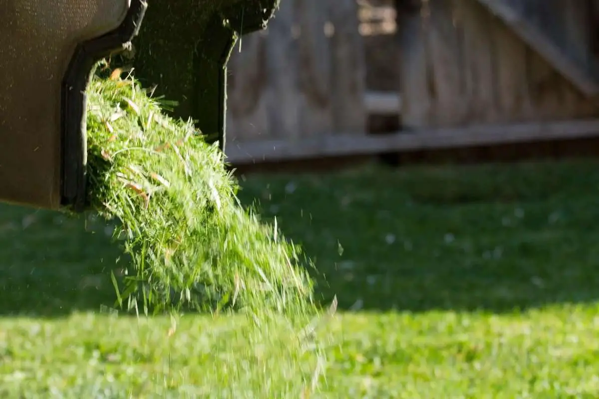 Should you Leave your Grass Clippings on your Lawn?  Yard ...