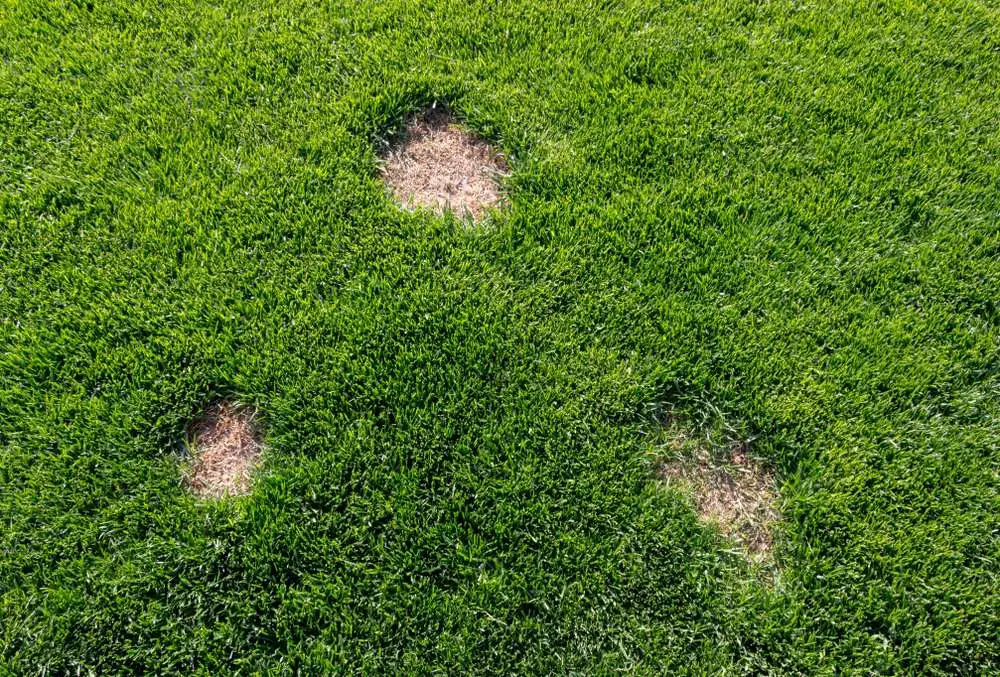 Simple steps to battle the brown spots on your lawn ...