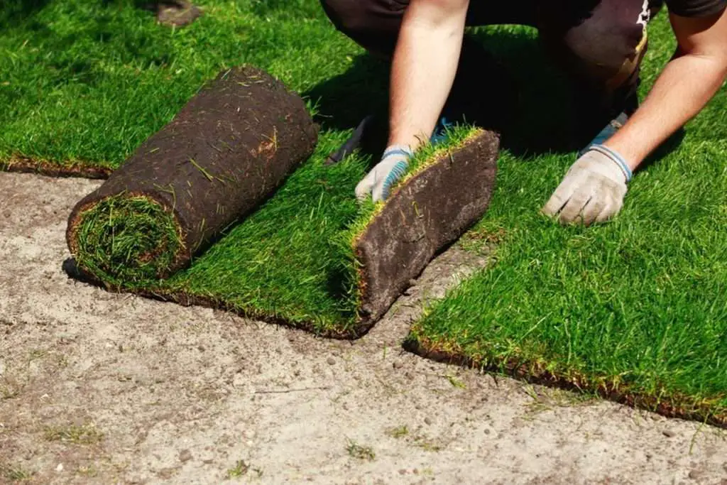 Sod Installation Guide  The 6 Main Steps to Installing Sod For Your Lawn