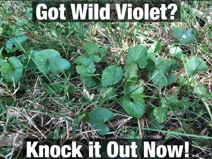 Stop Wild Violet