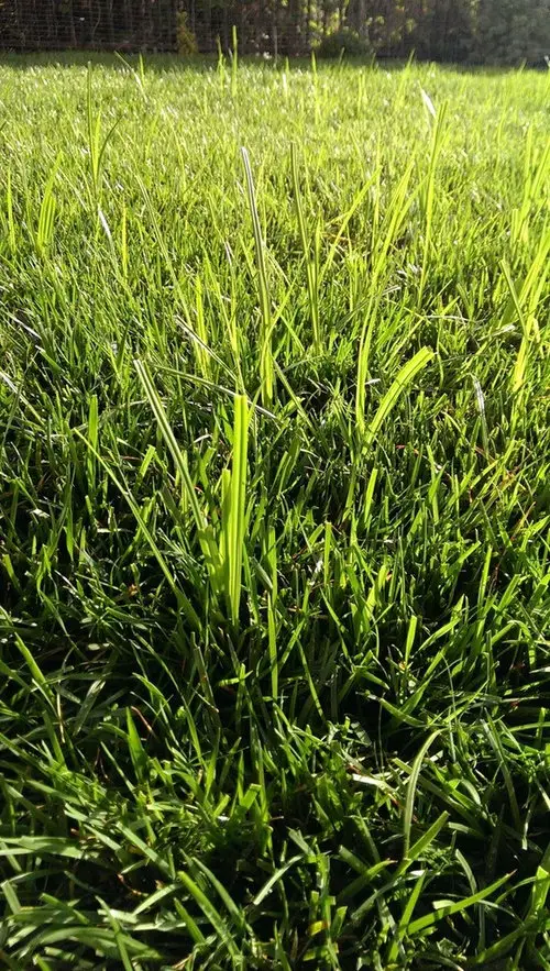 Tall, thick blades of grass on new lawn?