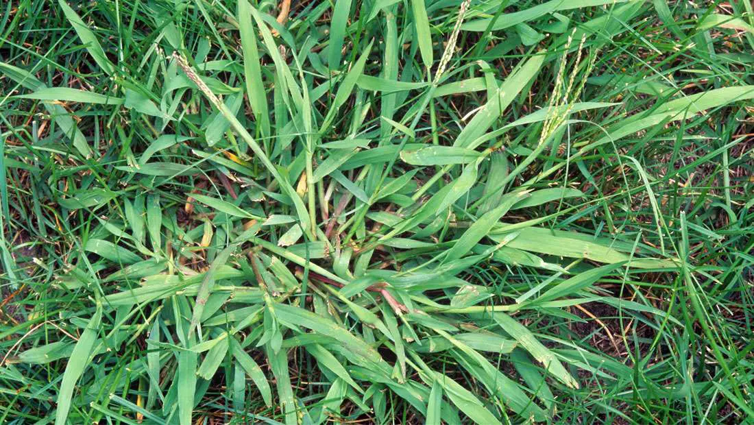 The 5 Best Crabgrass Killers + Reviews &  Ratings! (Oct. 2020)