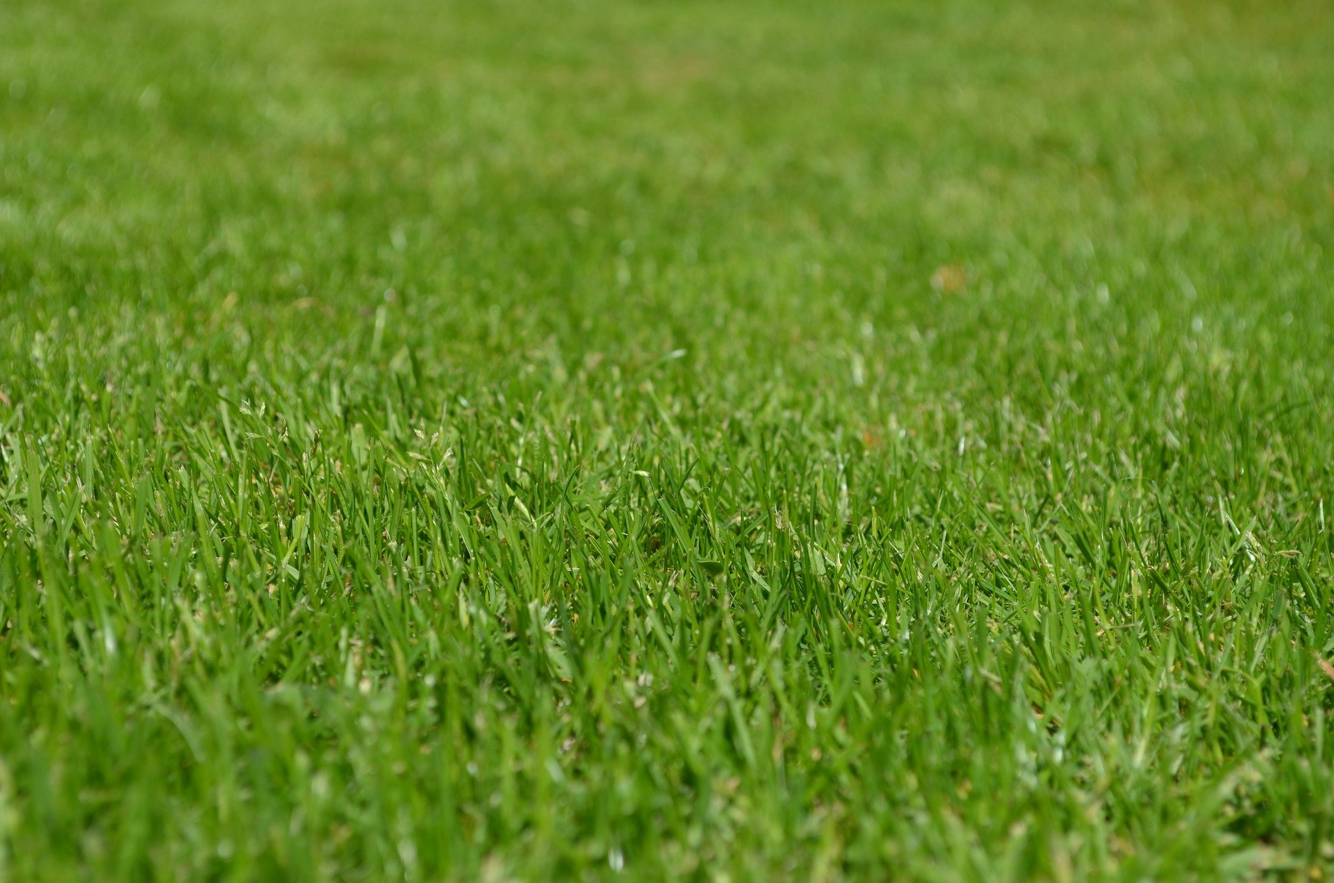 The 5 Best Fertilizers for Southern Lawns (That WORK) â 2020