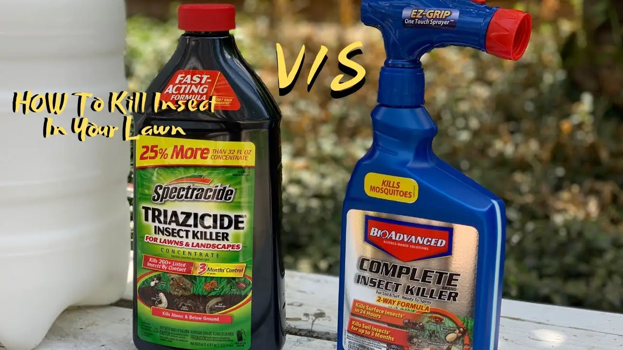 The BEST Insect Killer For Your Lawn