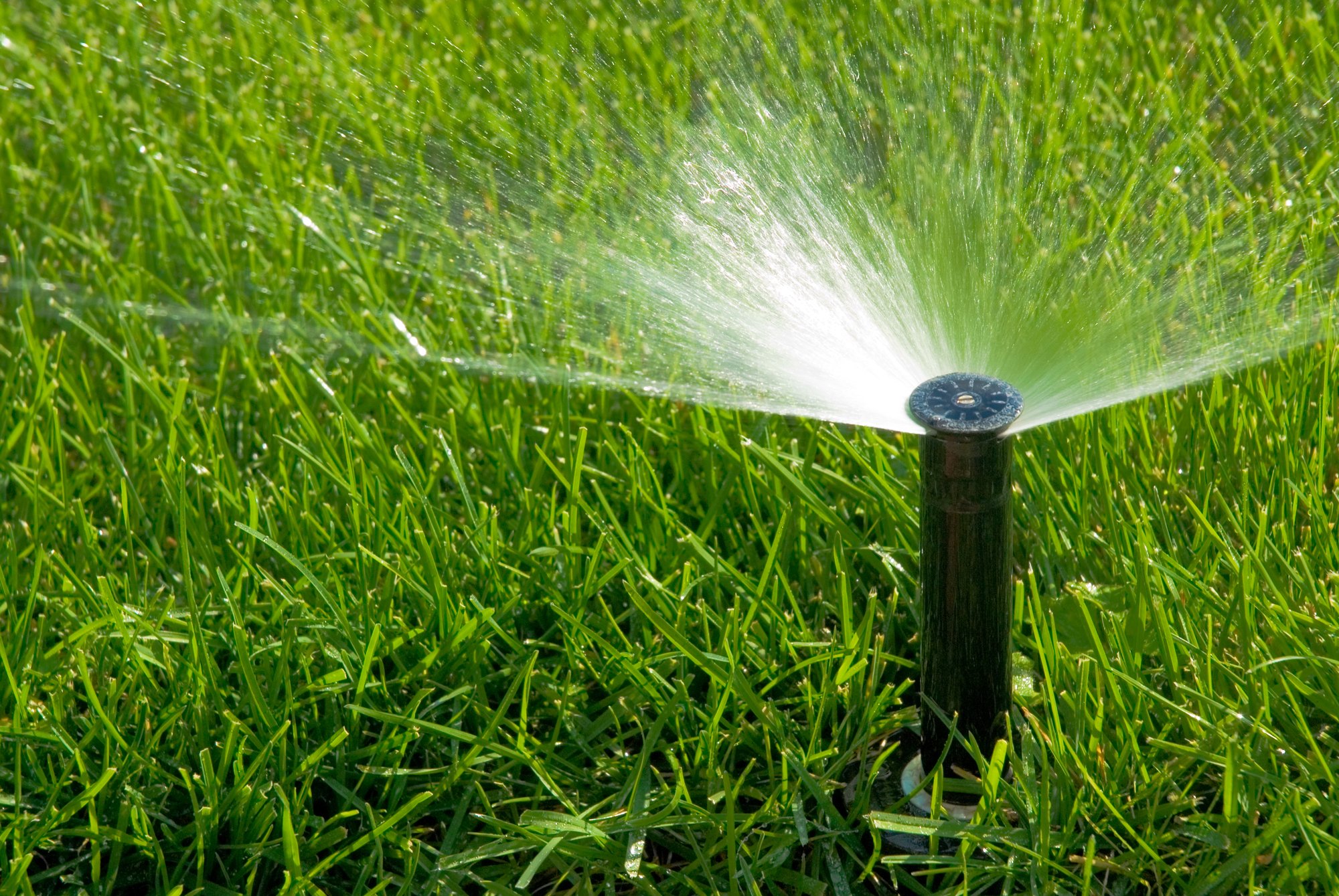 The Best Time To Water Grass