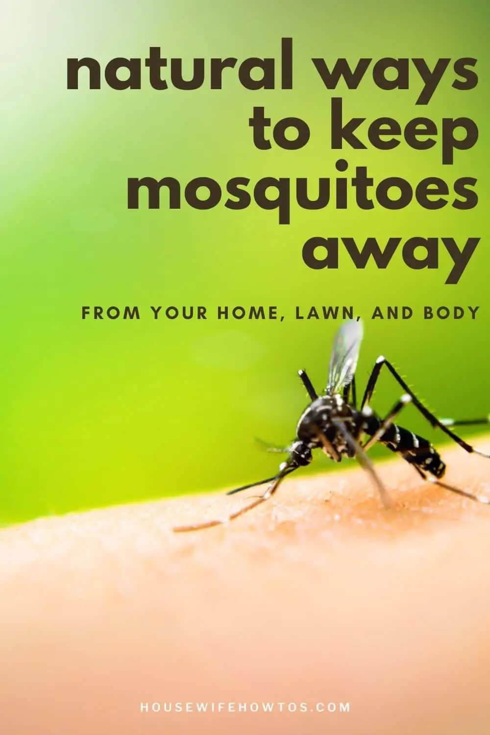The Best Ways to Get Rid of Mosquitoes Naturally