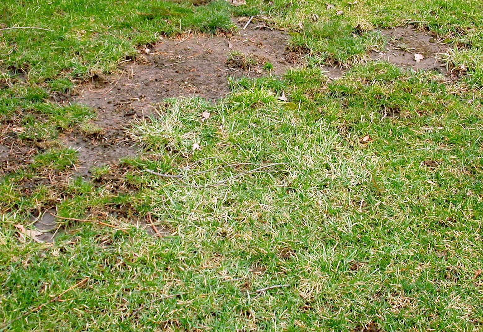 The Main Causes Of Bare Spots In Your Lawn