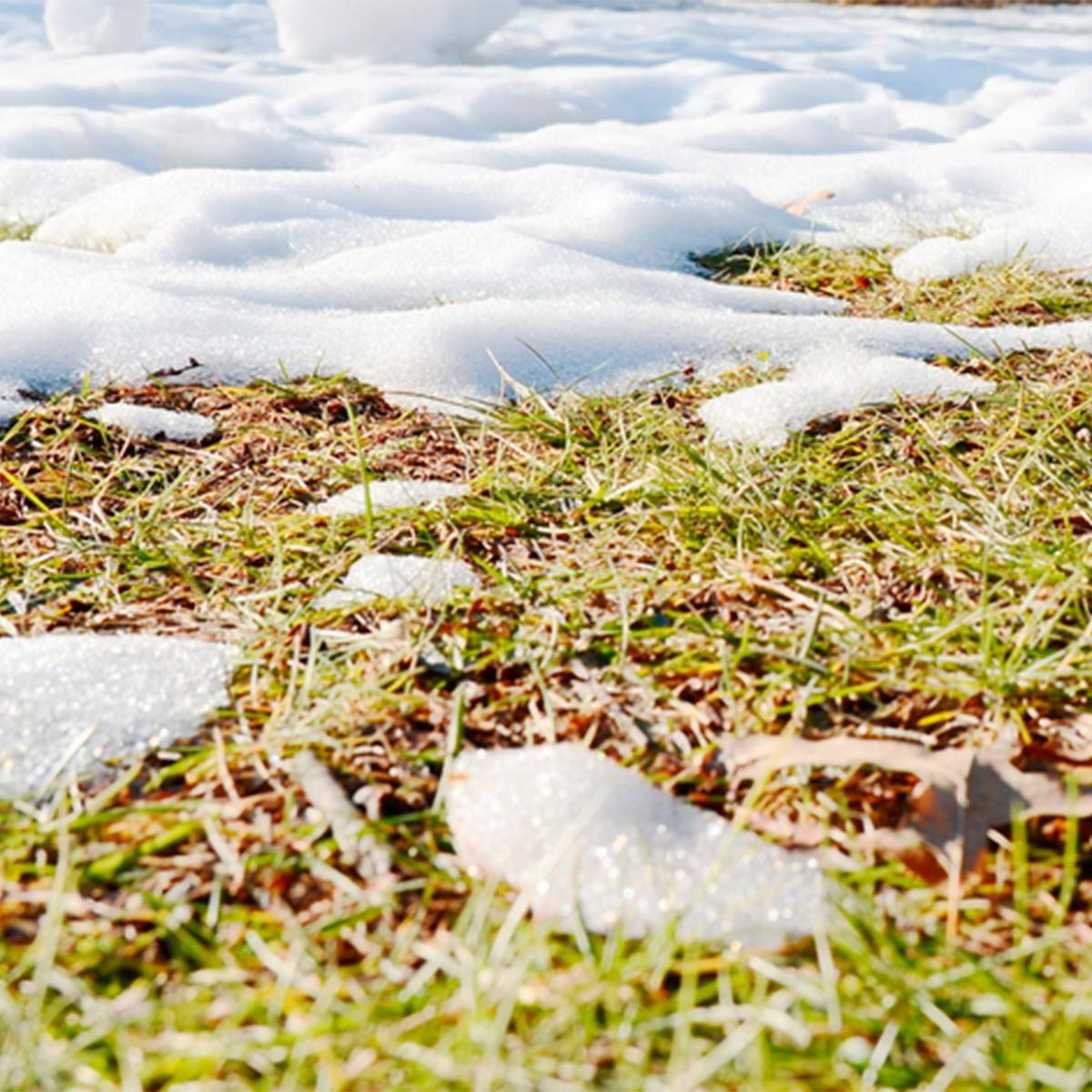 The Quickest Way to Revive Your Lawn After Winter