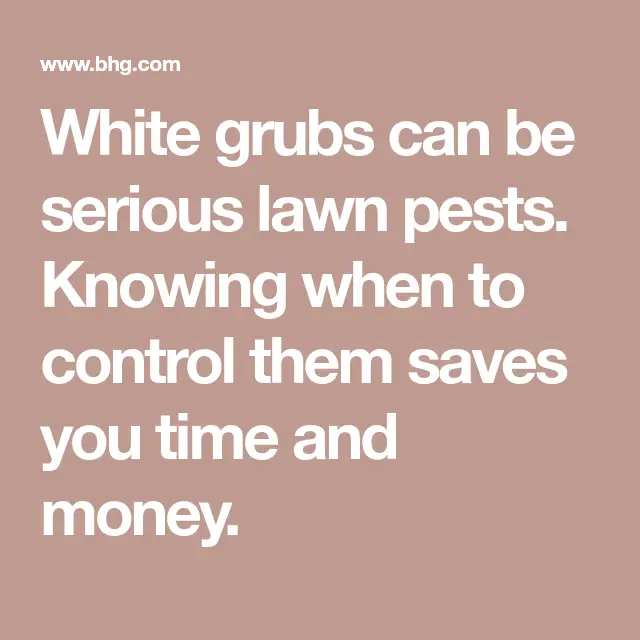 The Right Way to Stop Grubs in Your Lawn